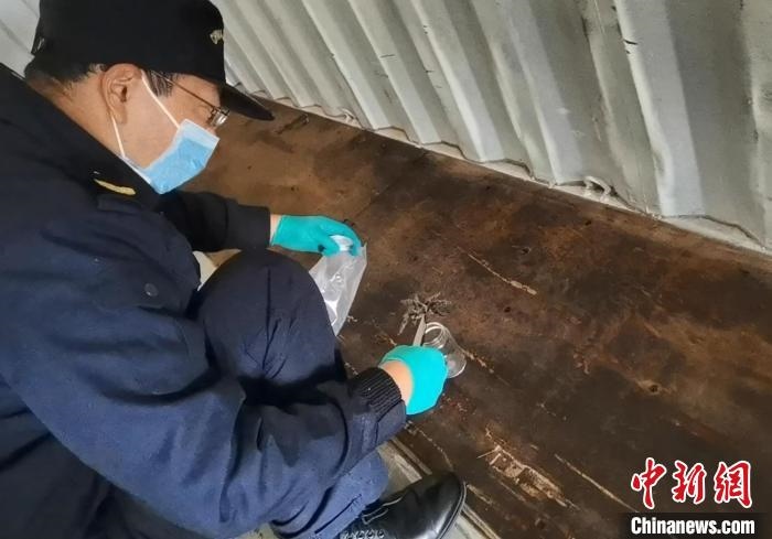 張家港海關(guān)工作人員截獲捕鳥(niǎo)蛛?！⊥踅〕?攝