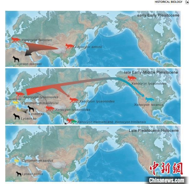 非洲野犬-異豺支系的演化脈絡(luò)圖?！≈锌圃汗偶棺邓?供圖