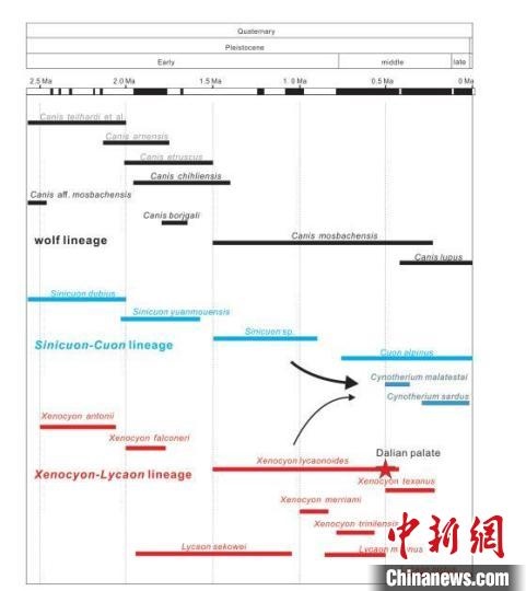 第四紀主要犬族成員分布年代圖?！≈锌圃汗偶棺邓?供圖