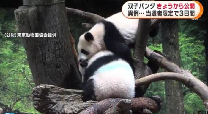 12日，日本東京上野動物園的旅日雙胞胎熊貓開始同游客見面。(圖片來源：日本富士電視臺視頻截圖)
