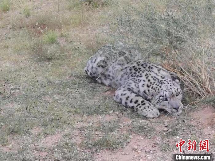 圖為在四子王旗發(fā)現(xiàn)的雪豹(資料圖)?！∷淖油跗炀焦﹫D