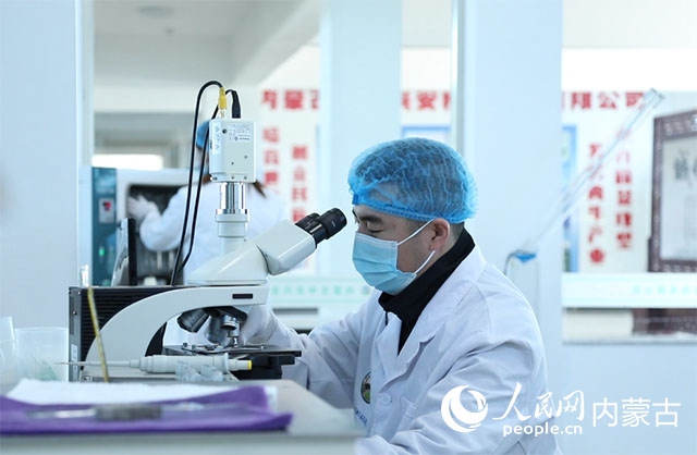 內(nèi)蒙古中農(nóng)興安種?？萍加邢薰韭鋺艨朴抑衅?，為肉牛產(chǎn)業(yè)發(fā)展提供了優(yōu)質(zhì)的種源保障。白俊華攝