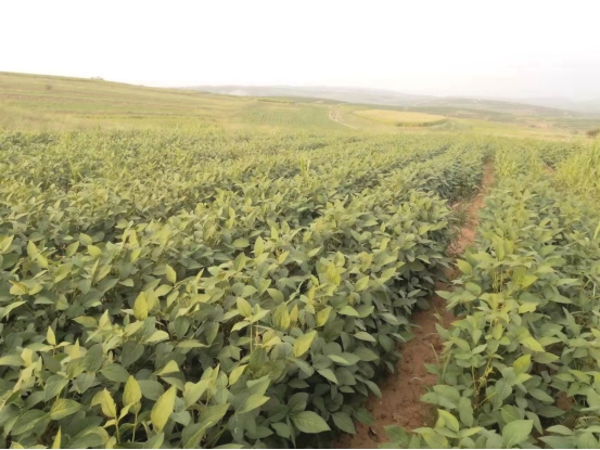 1648440680652792.png 黃合少鎮(zhèn)蘇計(jì)村小雜糧加工基地簡(jiǎn)介(4)(1)354.png