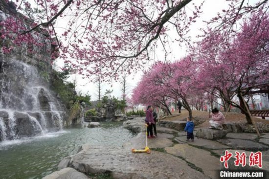 2月23日，市民在乾藝梅園景區(qū)觀賞綻放的梅花。陳興輝 攝