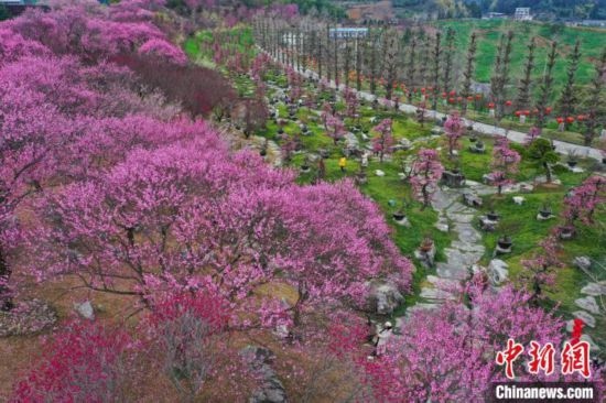 2月23日，航拍乾藝梅園景區(qū)綻放的梅花。瞿宏倫 攝