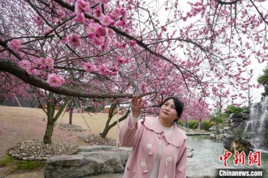 2月23日，市民在乾藝梅園景區(qū)觀賞綻放的梅花。陳興輝 攝