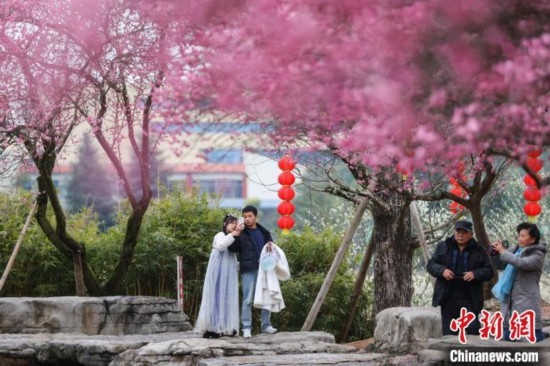 2月23日，市民在乾藝梅園景區(qū)觀賞綻放的梅花。瞿宏倫 攝