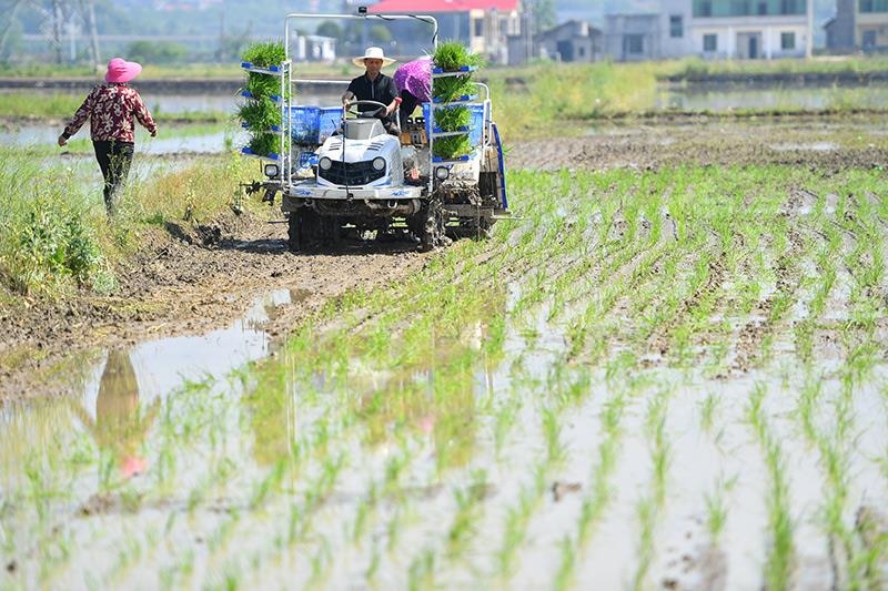 △2023年4月26日，湖南湘潭市雨湖區(qū)姜畬鎮(zhèn)易建河村的一處高標(biāo)準(zhǔn)農(nóng)田，農(nóng)民駕駛插秧機(jī)插秧。