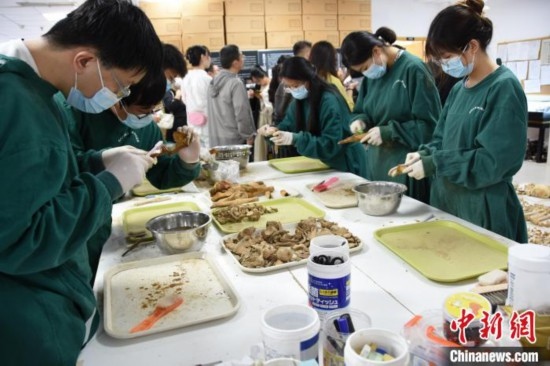 圖為鄭州大學在校大學生正在清理骨骼標本。王宇 攝