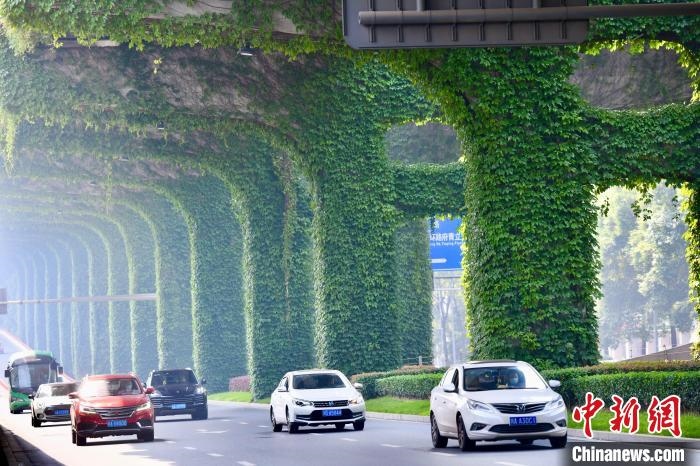 車(chē)輛從長(zhǎng)滿爬山虎的橋墩旁經(jīng)過(guò)?！埨?攝