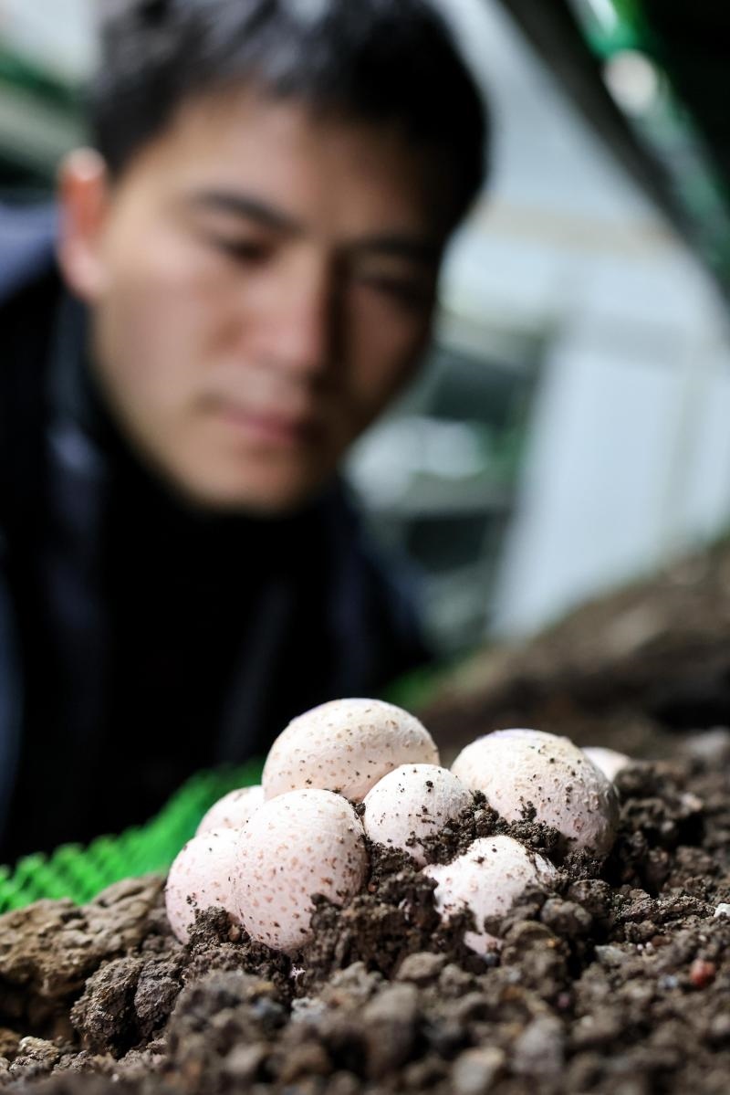 工作人員在貴陽(yáng)市白云區(qū)食用菌產(chǎn)業(yè)示范園智能菇房?jī)?nèi)查看菌菇生長(zhǎng)情況（2022年2月14日攝）。新華社記者 歐東衢 攝