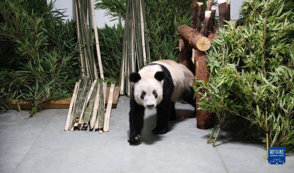 5月29日，大熊貓“丫丫”回到北京動(dòng)物園。新華社發(fā)（付卓新 攝）