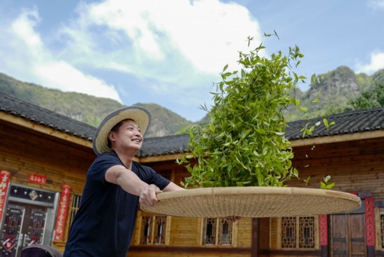 2023年4月19日，重慶市南川區(qū)德隆鎮(zhèn)茶樹(shù)村一個(gè)居民點(diǎn)，制茶工藝傳承人在幫助村民翻曬新鮮茶葉。