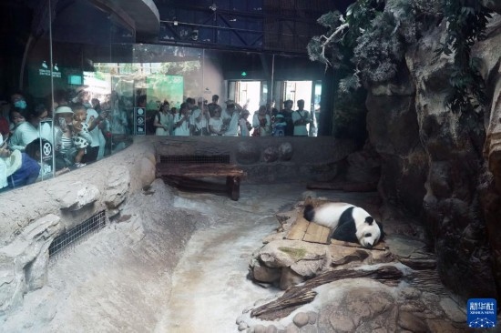 6月22日，游客在北京動(dòng)物園大熊貓館參觀。新華社記者 任超 攝
