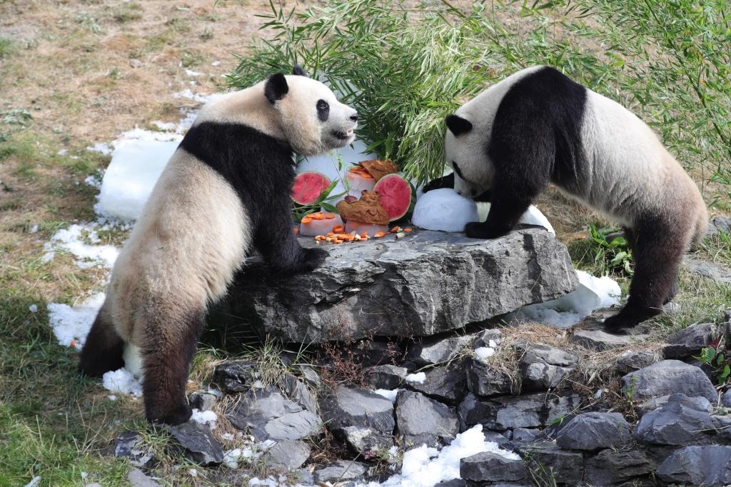 在比利時(shí)天堂動(dòng)物園，大熊貓“寶弟”（左）、“寶妹”享用“生日大餐”。