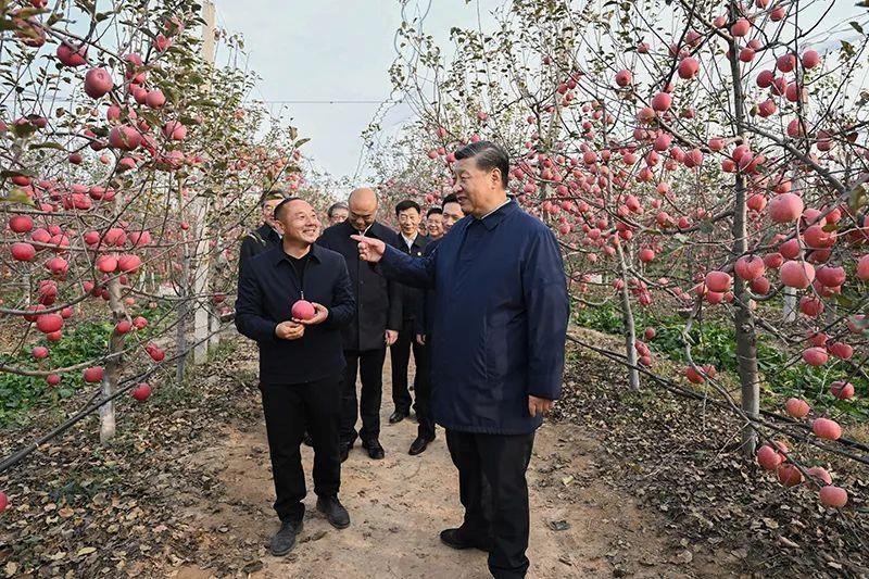 △2022年10月26日，陜西延安高橋鎮(zhèn)南溝村，習近平總書記走進果園，向現(xiàn)場采摘的果農了解蘋果收成。