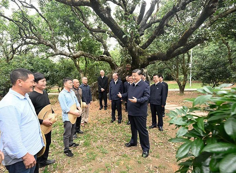 △今年4月11日，習近平總書記在廣東茂名高州市根子鎮(zhèn)柏橋村荔枝種植園，同現(xiàn)場技術人員親切交流。
