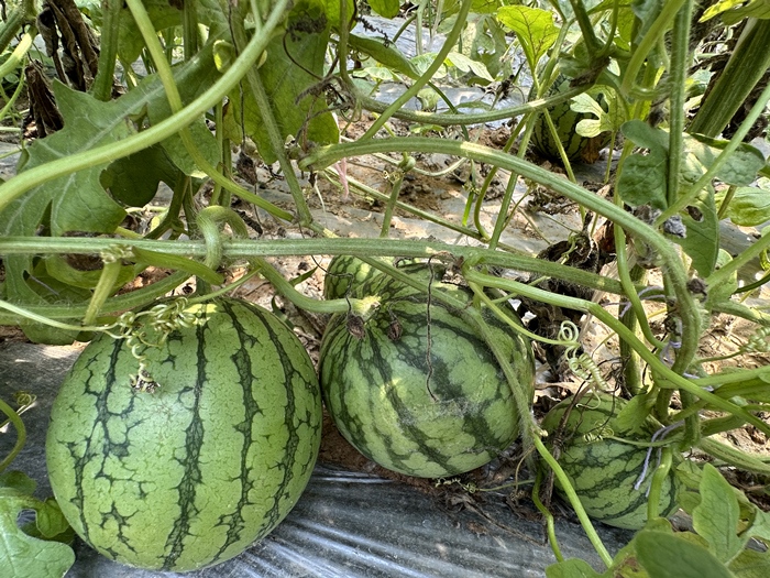 漿水李村瓜果種植基地。王紹紹攝