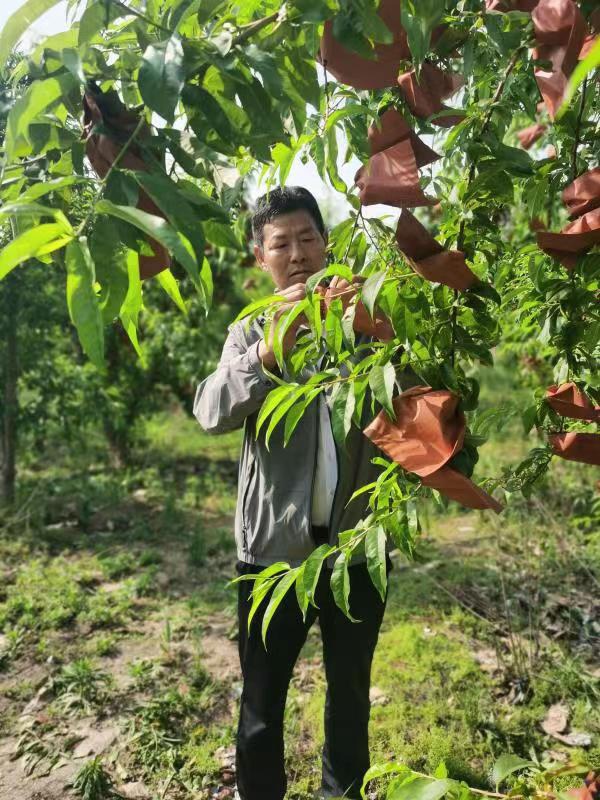 河南長(zhǎng)垣樊相鎮(zhèn)谷寨采摘園。王紹紹攝