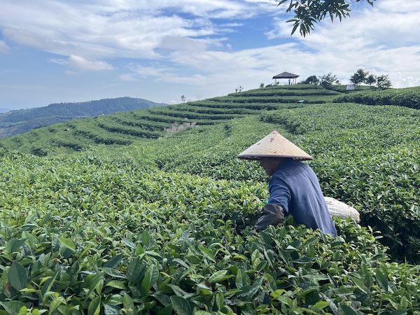茶農(nóng)正在茶園中采茶。人民網(wǎng) 高清揚(yáng)攝