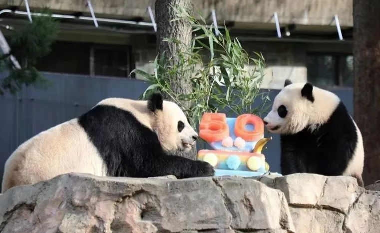 2022年，美國國家動(dòng)物園舉辦活動(dòng)慶祝大熊貓抵美50周年，園方為大熊貓“美香”“添添”和“小奇跡”一家三口準(zhǔn)備了有“50”字樣的冰凍水果蛋糕。（圖片來源：雅安市廣播電視臺(tái)）