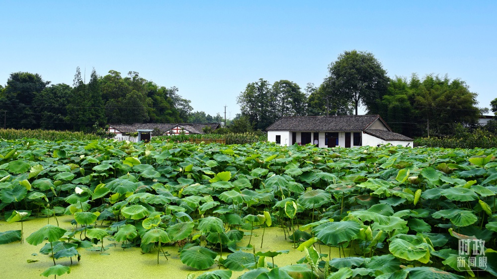 四川眉山，永豐村荷塘。2022年6月，習(xí)近平曾到此調(diào)研鄉(xiāng)村振興情況。（總臺(tái)央廣記者潘毅拍攝）