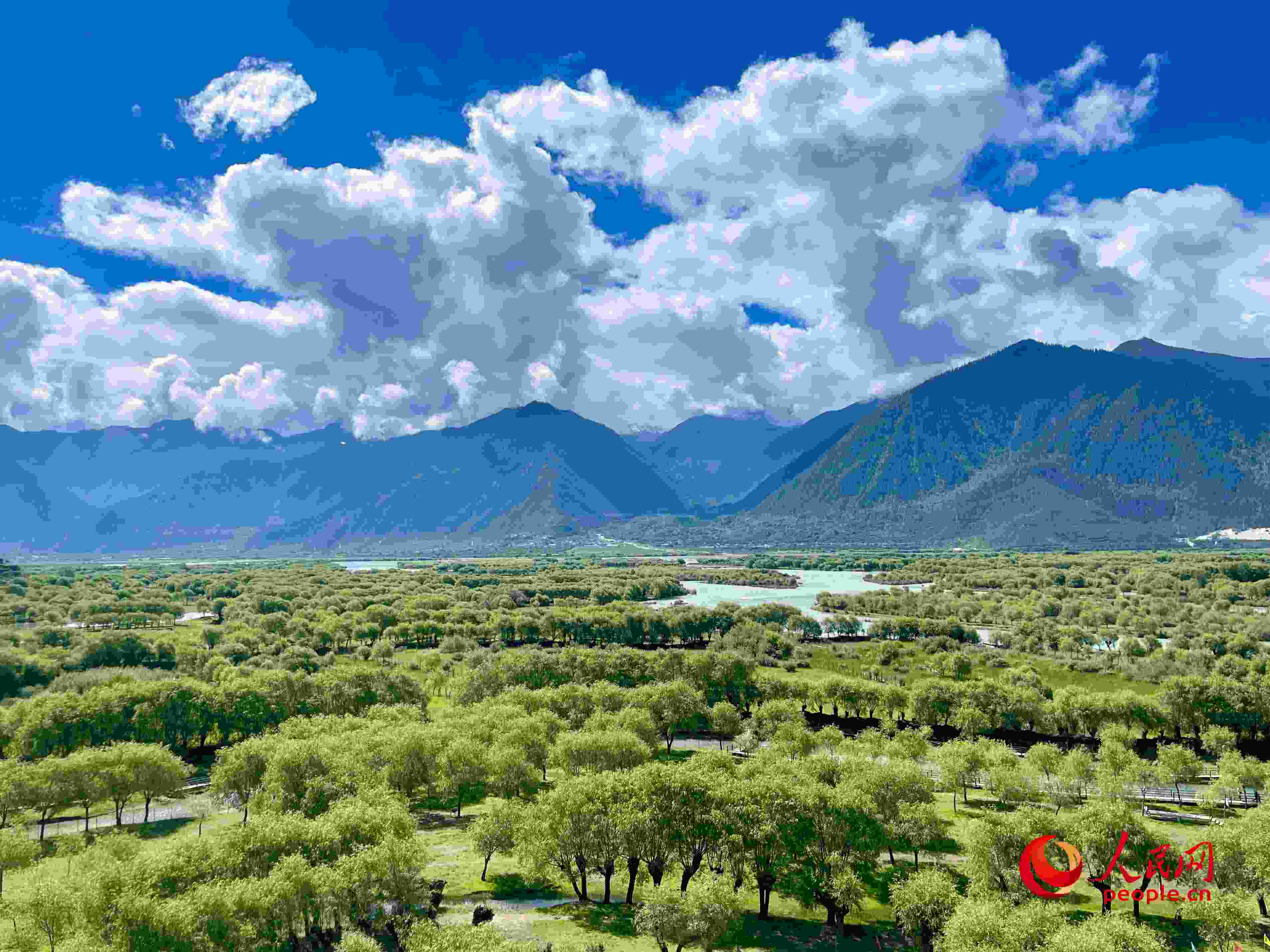 夏日的雅尼國家濕地公園生機盎然，如詩如畫。人民網(wǎng) 周靜圓攝