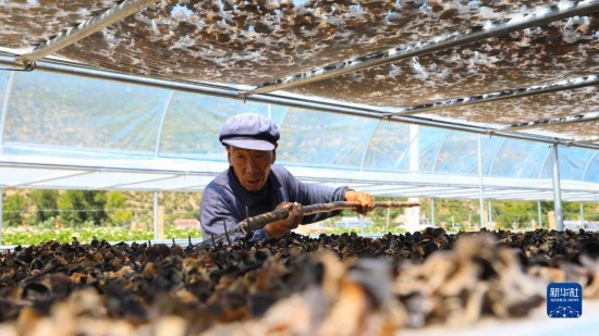 7月29日，在卓尼縣納浪鎮(zhèn)納浪村黑木耳種植基地，農(nóng)戶在翻曬黑木耳。