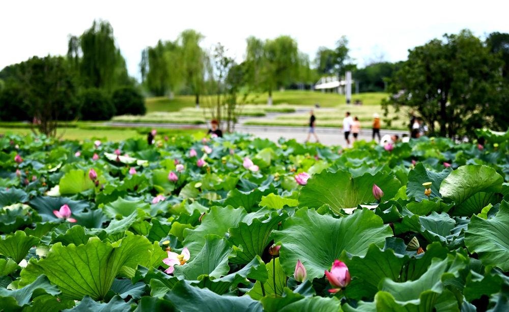 市民在天漢濕地公園內(nèi)休閑賞景。