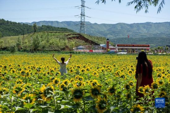 8月12日，游客在寧夏固原市涇源縣大灣鄉(xiāng)楊嶺村向日葵田中拍照。新華社記者 李旭倫 攝
