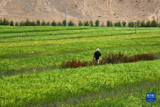 8月12日，西藏阿里地區(qū)普蘭縣赤德村村民在一片青稞田里行走。