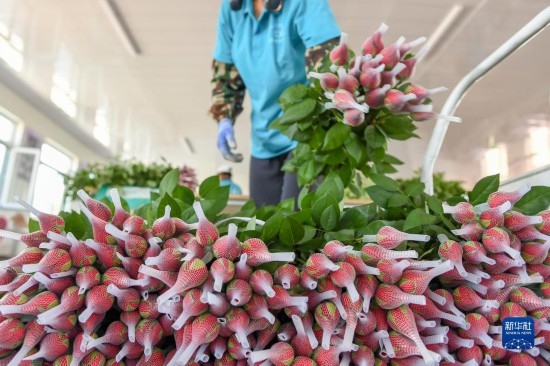 8月17日，農(nóng)民在吉林省德惠市朱城子鎮(zhèn)沿河村程雪家庭農(nóng)場打包玫瑰花。新華社記者 張楠 攝