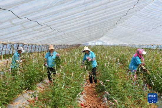 8月17日，農(nóng)民在吉林省德惠市朱城子鎮(zhèn)沿河村程雪家庭農(nóng)場采摘玫瑰花。新華社記者 張楠 攝