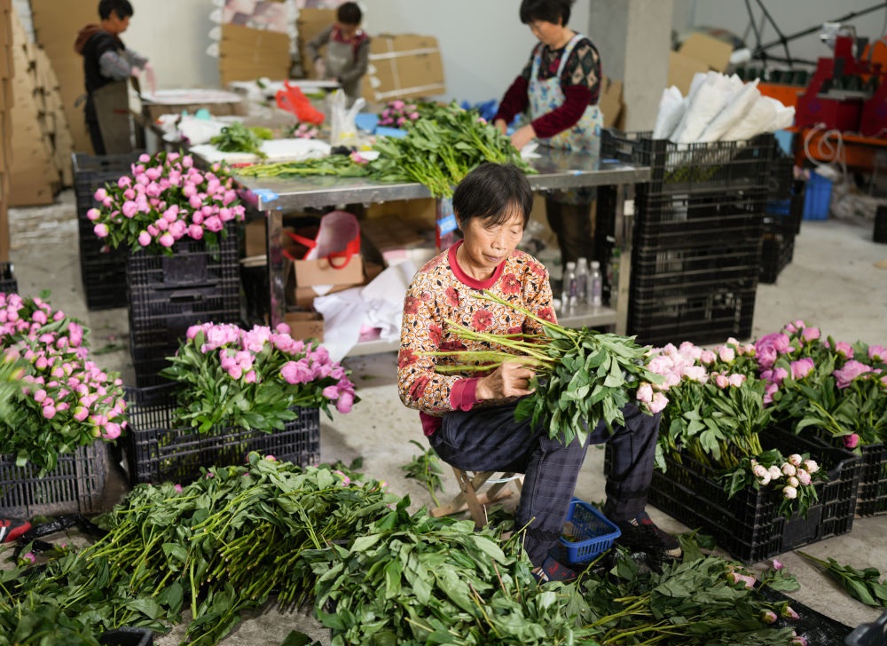 在浦江縣杭坪鎮(zhèn)烏漿村的鮮花種植基地，村民在處理芍藥鮮切花，準(zhǔn)備發(fā)往各地（5月23日攝）。新華社記者 翁忻旸 攝
