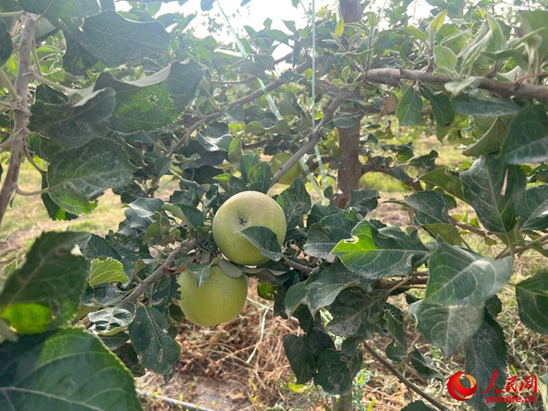 已有蘋果掛在枝頭，10月底即可成熟。人民網(wǎng)記者 常雪梅攝