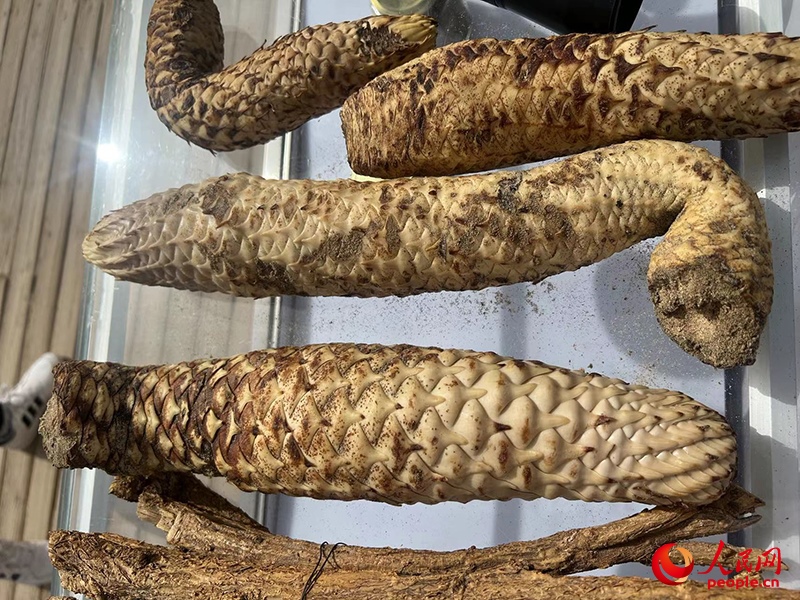 林下經(jīng)濟(jì)作物肉蓯蓉。人民網(wǎng)記者 常雪梅攝