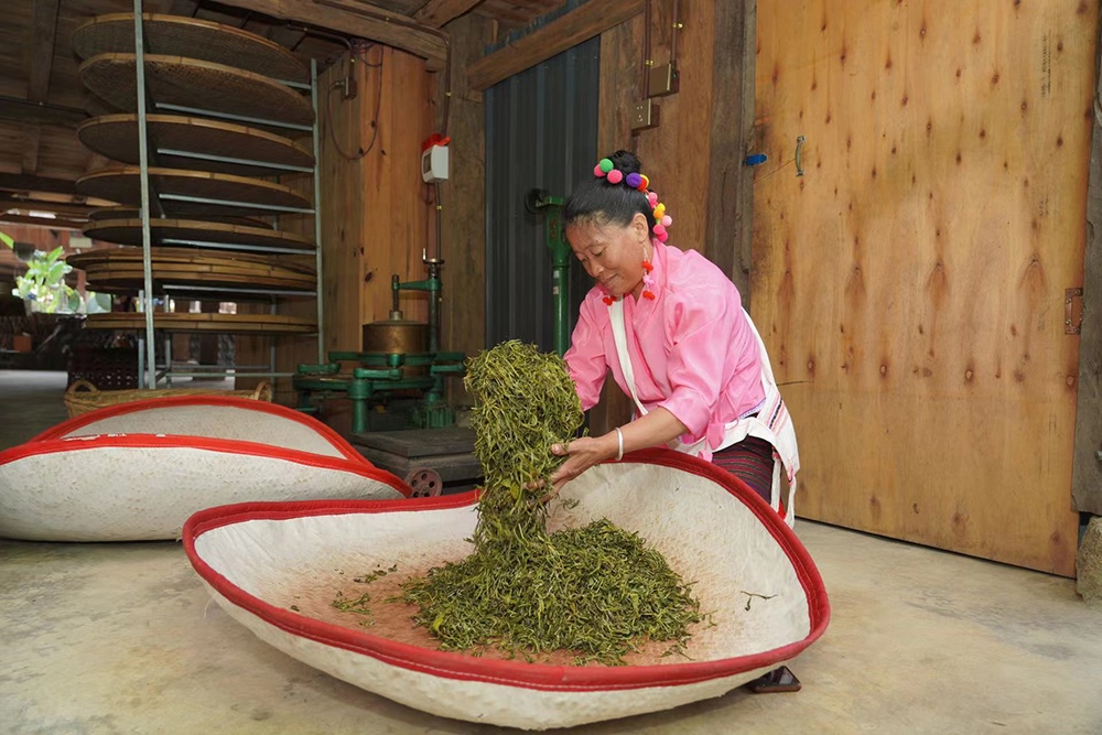 當(dāng)?shù)卮迕裾谌嗄聿枞~。普洱景邁山古茶林保護管理局供圖