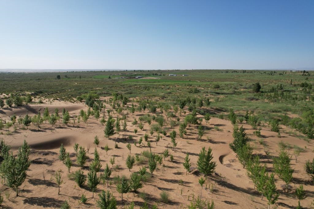在庫布其沙漠腹地，牧民已讓10萬畝沙地變綠洲（無人機照片，2023年6月25日攝）。新華社記者李云平 攝