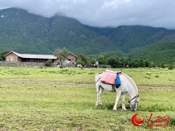 玉湖村附近草甸。人民網(wǎng) 周靜圓攝