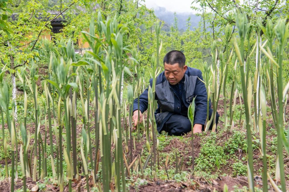 4月14日，村民陳朋在地里管護(hù)種植的黃精。新華社記者 唐奕 攝