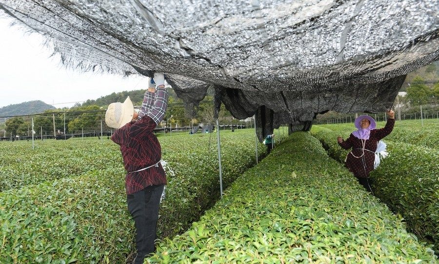  在浙江省紹興市越城區(qū)富盛鎮(zhèn)抹茶生產(chǎn)基地，農(nóng)戶為茶樹拉遮陽網(wǎng)（2023年2月28日攝）。
