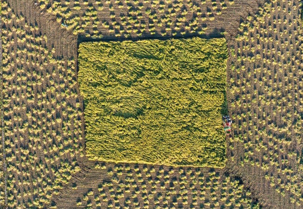 在吉林省舒蘭市平安鎮(zhèn)金星村，農(nóng)民駕駛農(nóng)機(jī)收割水稻（2023年9月21日攝，無(wú)人機(jī)照片）。新華社記者 張楠 攝