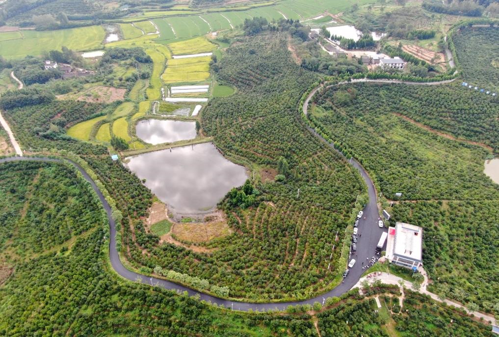 這是2020年8月25日拍攝的河南省光山縣槐店鄉(xiāng)司馬光油茶園（無人機照片）。新華社記者郝源攝