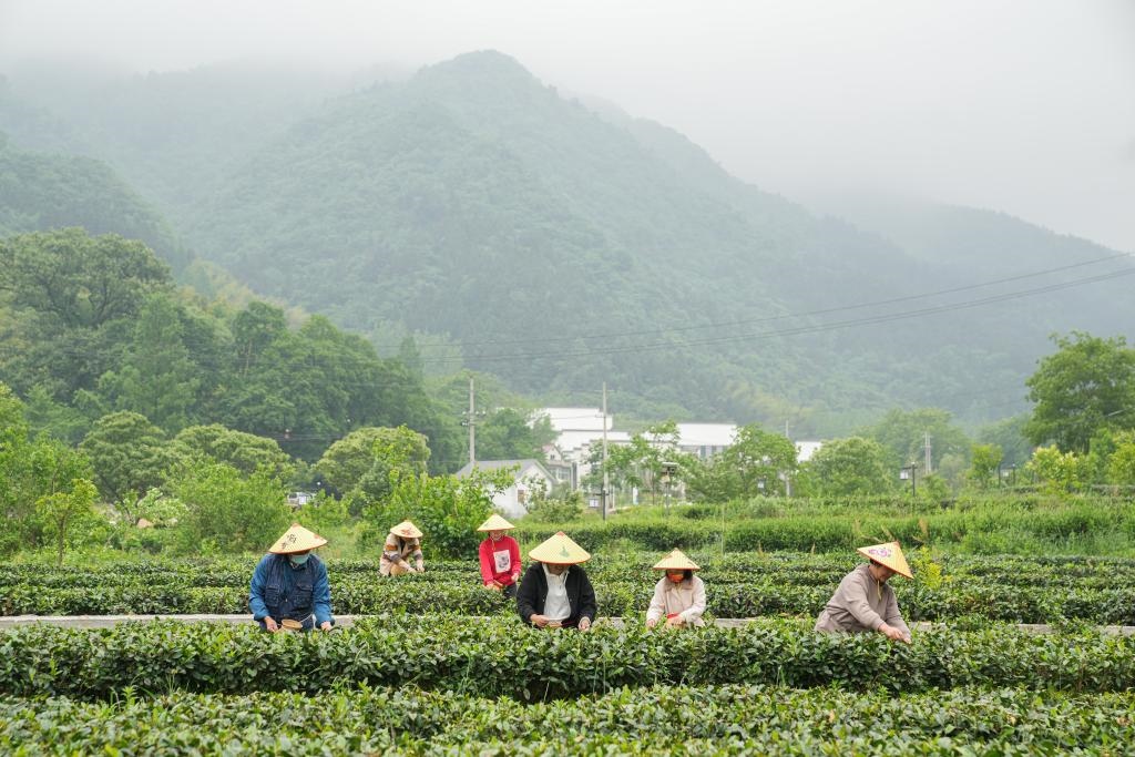 2022年5月11日，村民在大灣村生態(tài)茶園內采摘茶葉。新華社記者杜宇攝