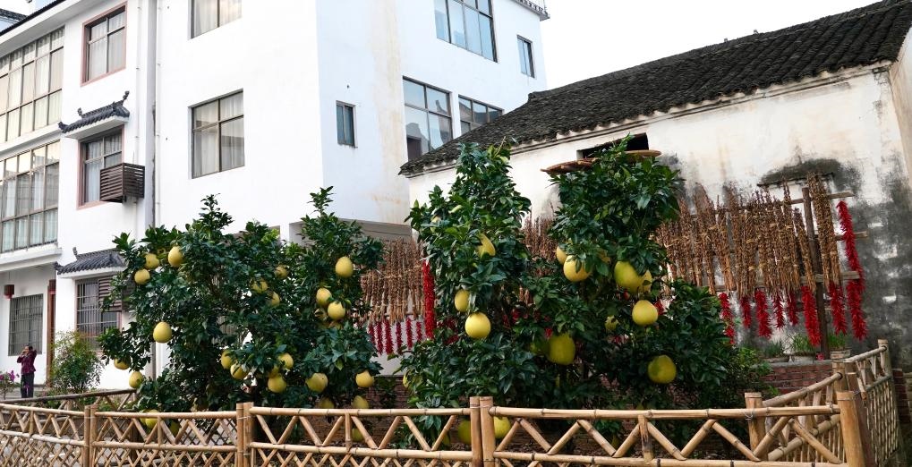近日在江西省上饒市婺源縣秋口鎮(zhèn)王村石門(mén)自然村拍攝的馬家柚。新華社記者 胡晨歡 攝