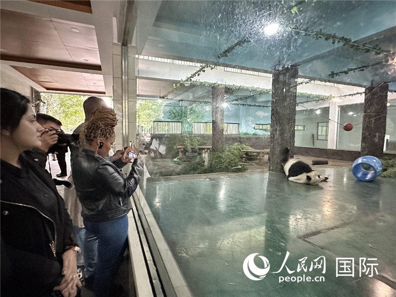“增進(jìn)民心相通”國(guó)際民間人士代表團(tuán)參觀安吉竹博園大熊貓館。人民網(wǎng)記者 周雨攝