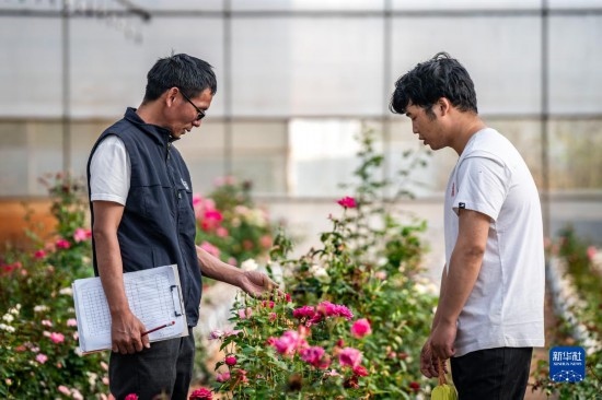 在云南省安寧市現(xiàn)代農(nóng)業(yè)園區(qū)玫瑰種植示范園，技術(shù)員田連通（左）在和同事交流（10月20日攝）。