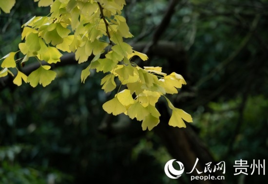 觀山湖公園秋意漸濃。人民網(wǎng) 陽(yáng)茜攝