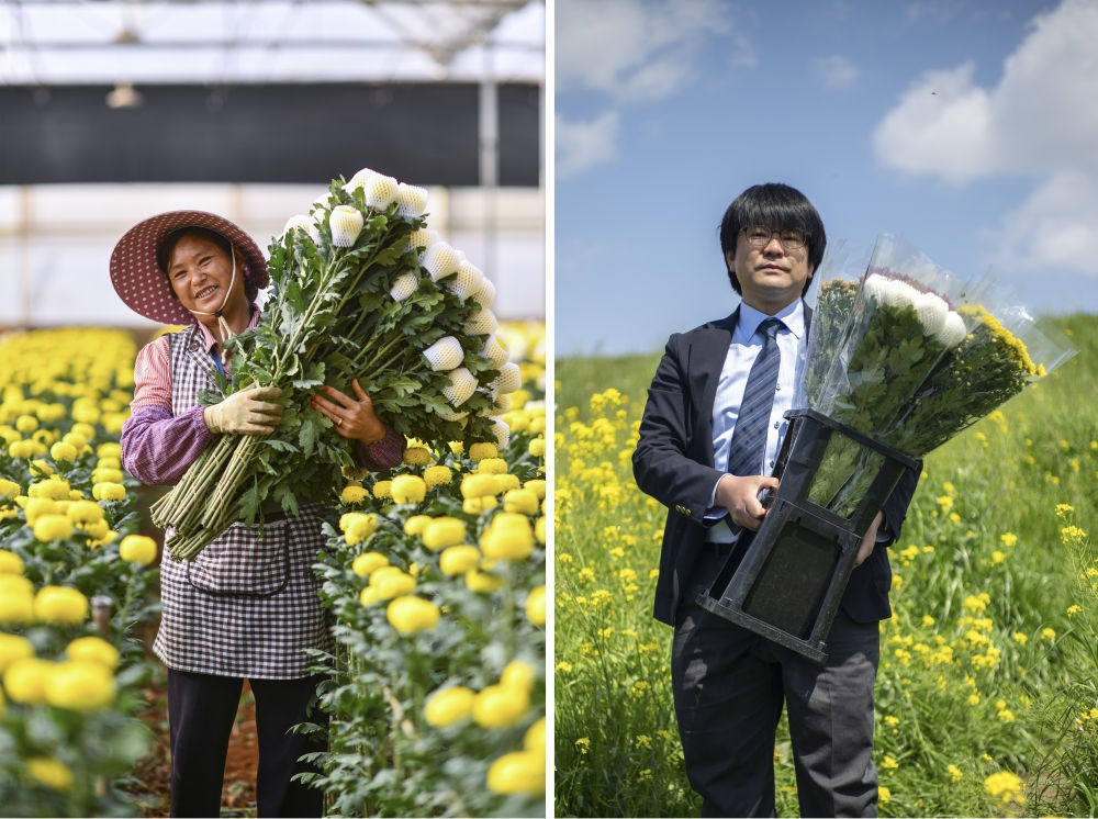 這張拼版照片中，左圖為2023年3月22日在中國云南省開遠市，花農(nóng)李蘭英在采摘鮮花；右圖為2023年4月3日在日本埼玉縣三鄉(xiāng)市，經(jīng)營花卉公司的小西武為訂貨的花店送花。中國云南有著亞洲最大的鮮切花交易市場，一年可以賣出110億枝鮮切花。春季云南大量鮮花進入盛花期，各類鮮花通過冷鏈物流陸續(xù)進入日本市場，成為當(dāng)?shù)厝松畹拿利慄c綴。
