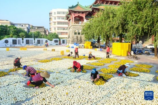 11月25日，在廣東省江門市新會區(qū)一處空地，人們對新會柑皮進行翻皮晾曬。